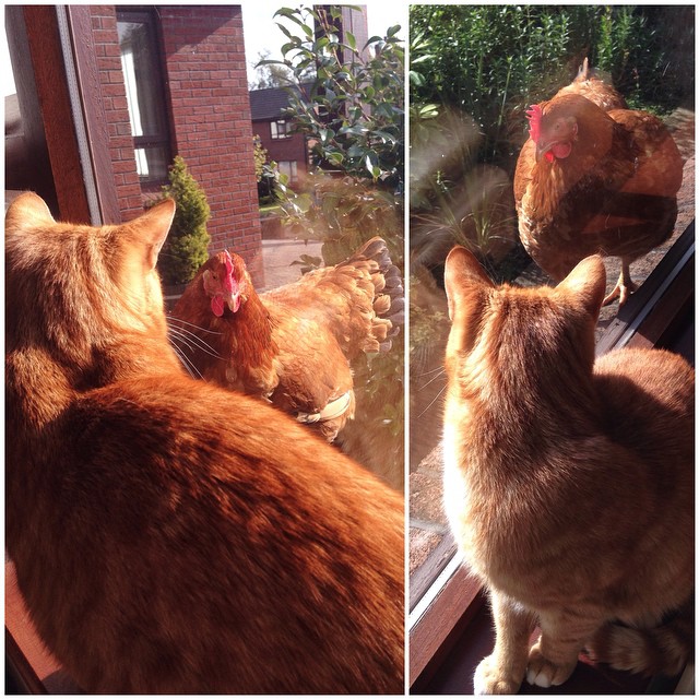 The cat and the chicken! Garfield not at all sure about our neighbour's chicken who prefer our garden.