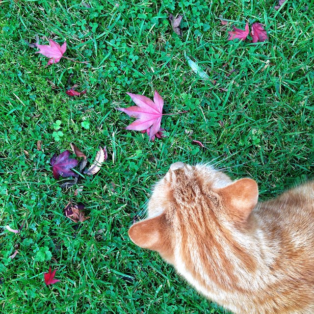 George in the garden 297/365 (managing to continue taking an iPhone photo each day)