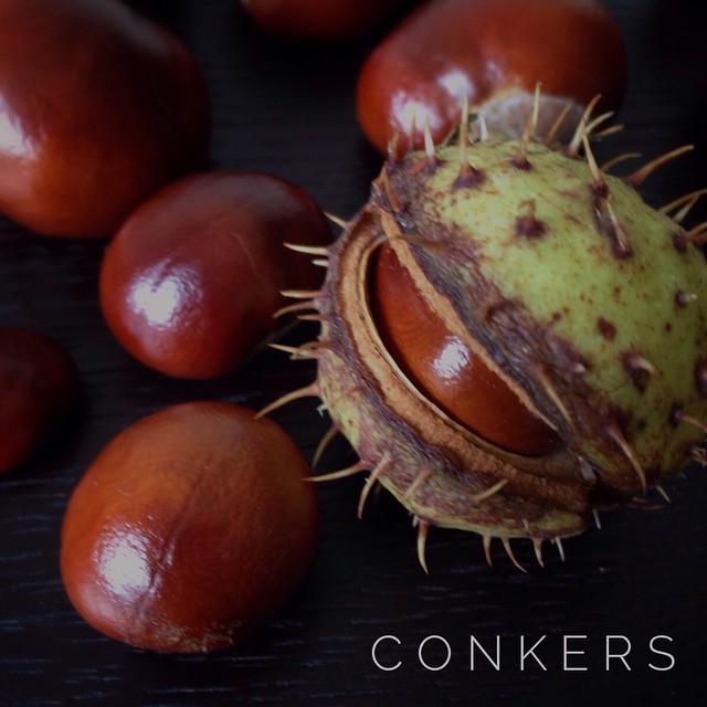 We picked some conkers this morning {horse chestnuts}