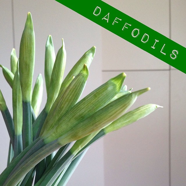 27/365 Daffodils