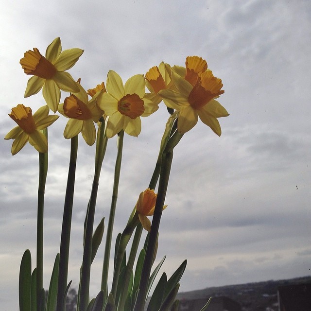 Mini daffodils