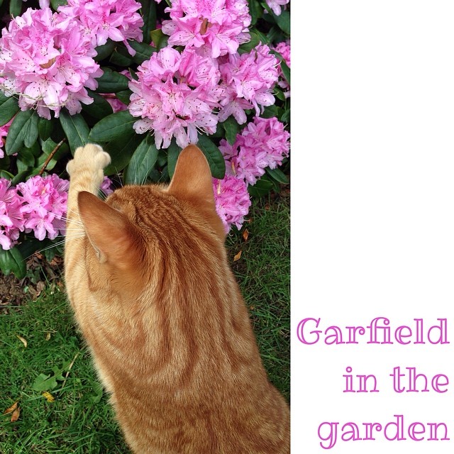 Garfield in the garden