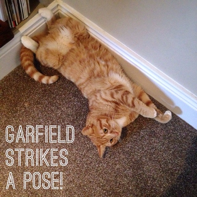 Garfield strikes a pose!