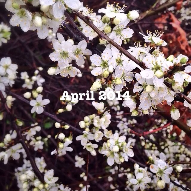 My April 2014 daily iPhone photos