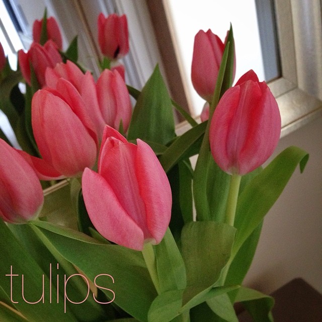 Tulips 127/365