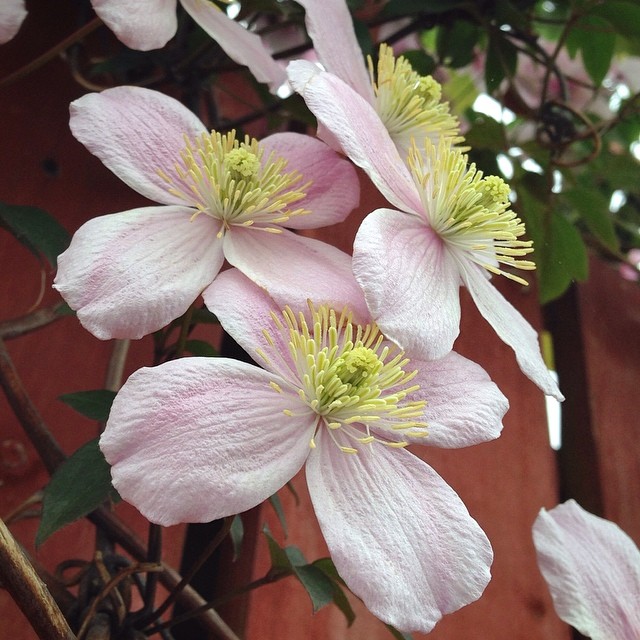 134/365 Clematis