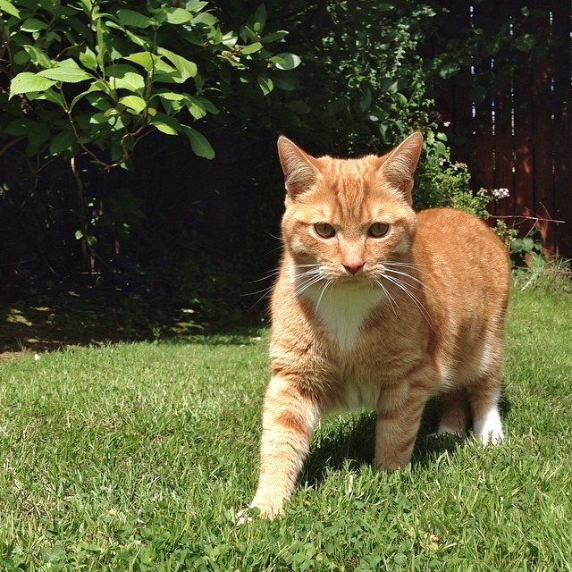 Garfield in the garden