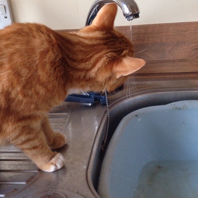 The cat and the tap! Garfield's new toy ….. the utility room tap