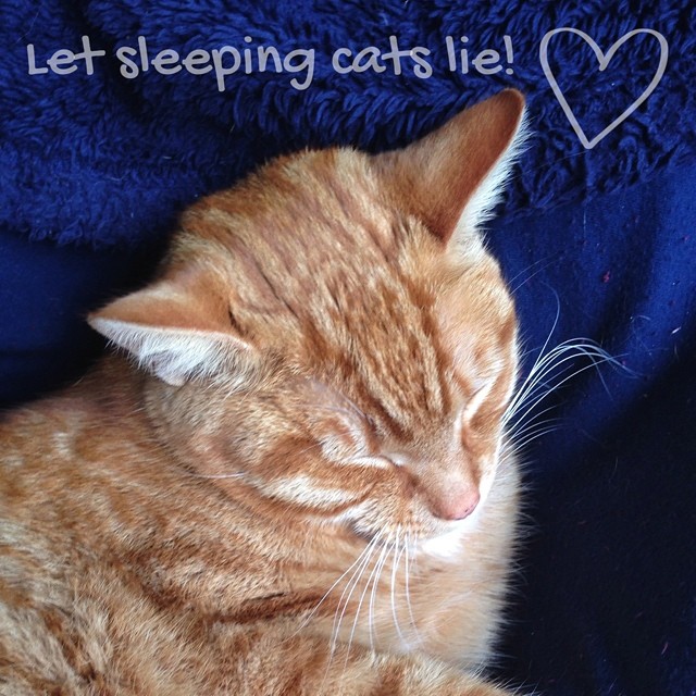 Let sleeping cats lie! Garfield having a catnap