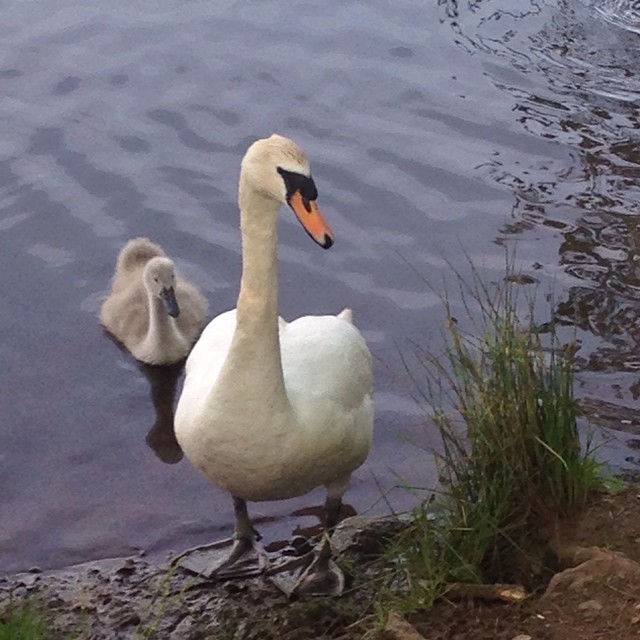 A not-so-ugly duckling at Hillsborough Lake