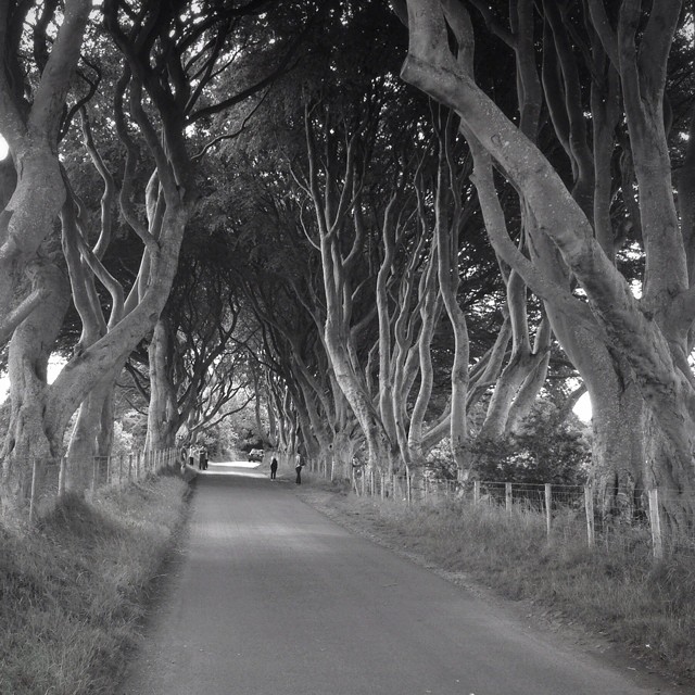 Final Dark Hedges iPhone photo (for today!)