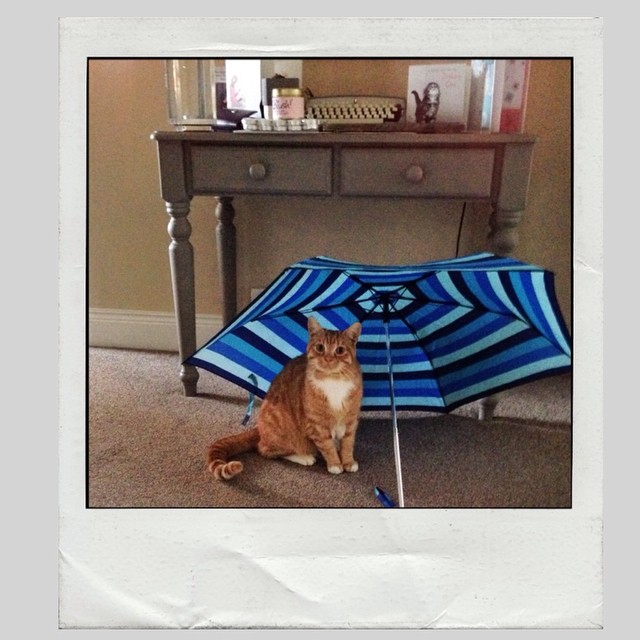 Garfield not taking any chances in the rain……even indoors!