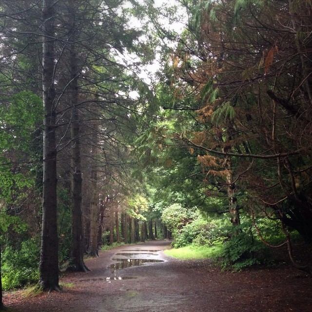 Early morning walk, Castlewellan