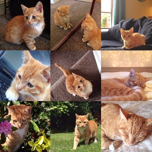 Garfield has been with us for just over a year