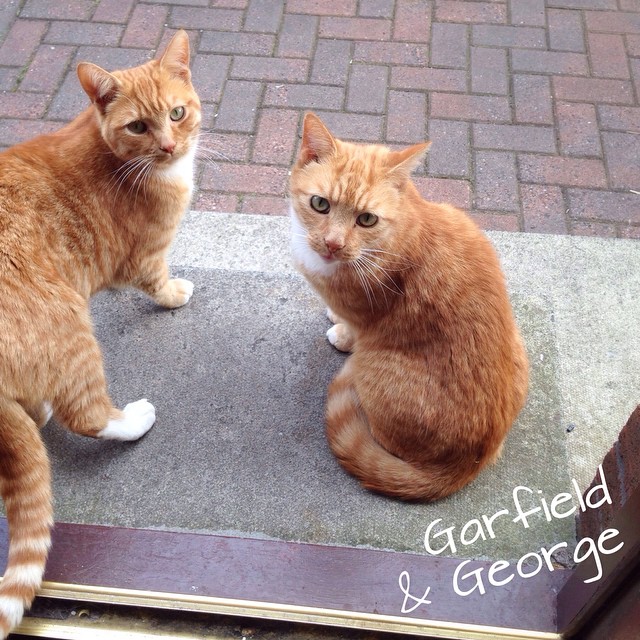 garfield and george