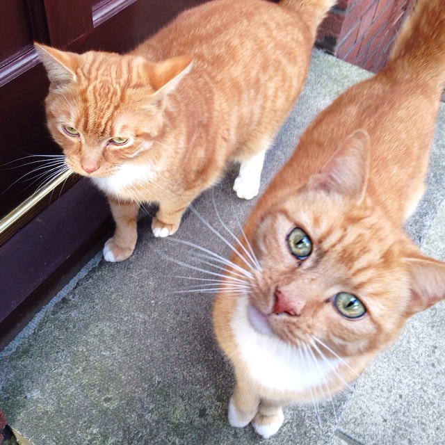 Garfield and George – impatiently waiting to get indoors!