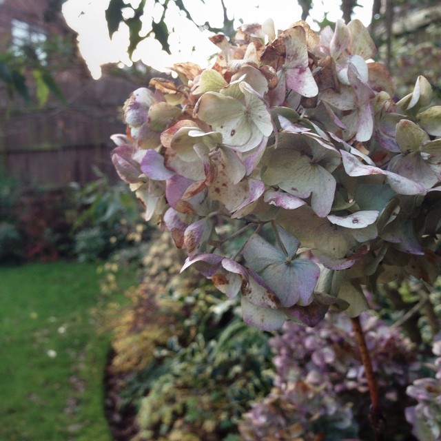 Love the subtle colour of the hydrangea in the back garden in November – iPhone photo 322 of 365 in 2014