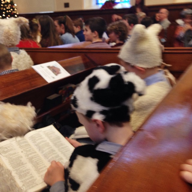Cows and sheep ready for the nativity at Seymour St Methodist Lisburn