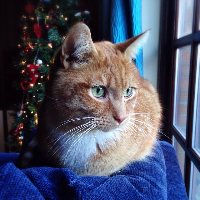 Garfield and the Christmas tree