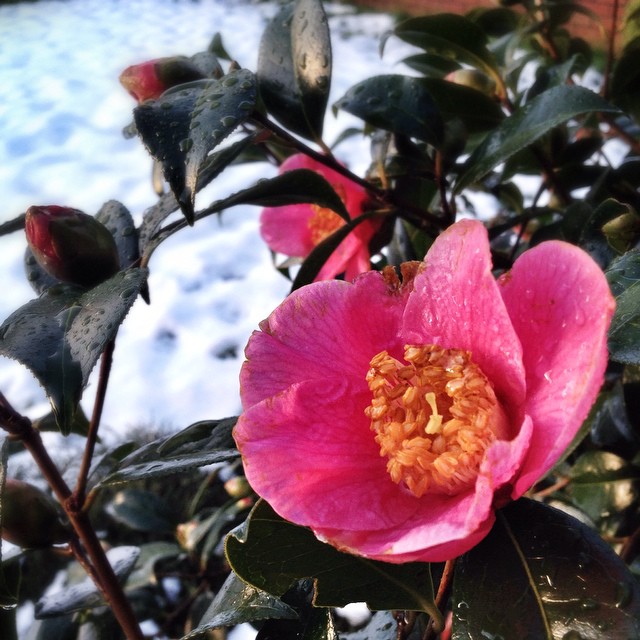 Camellia in our front garden, with a little bit of leftover snow