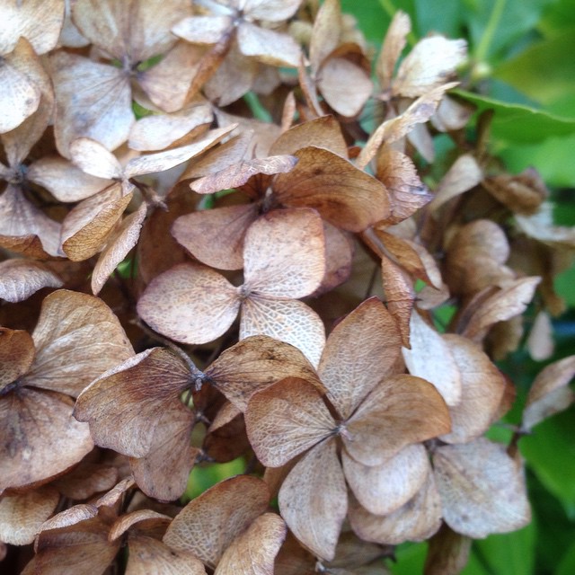 Hydrangea in the back garden – my iPhone photo for today