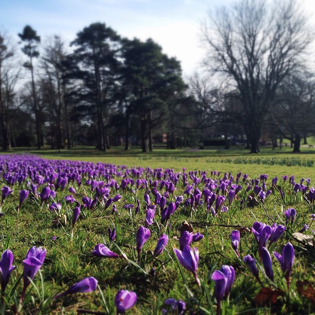 Spring has sprung in Wallace Park Lisburn