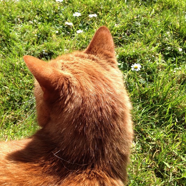 George enjoying the sunny back garden
