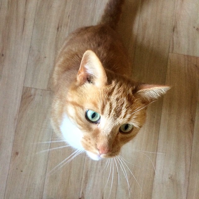 George the ginger cat!