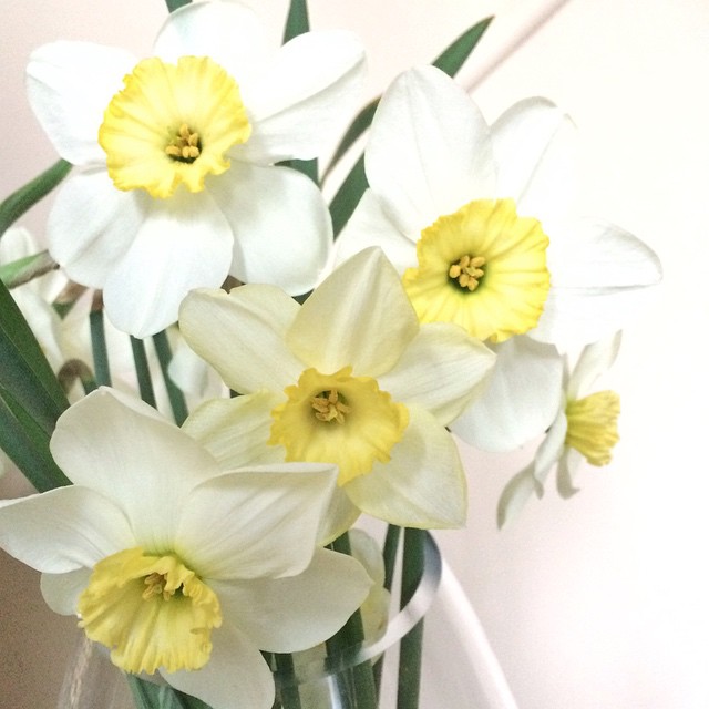 Daffodils from my parents garden