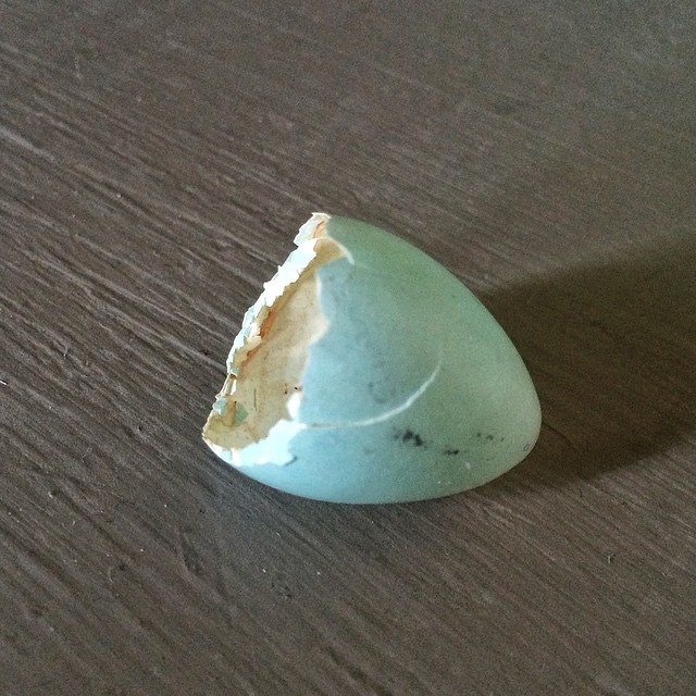 Tiny egg shell found in the garden today