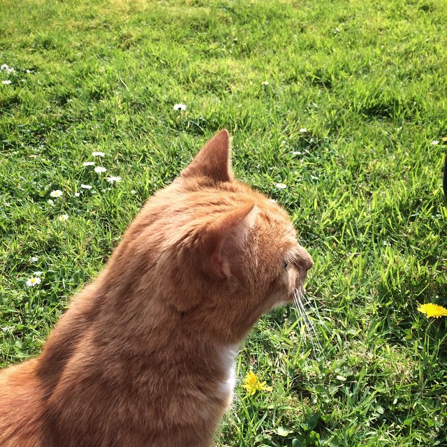 My cat George enjoying the sun on St George’s Day