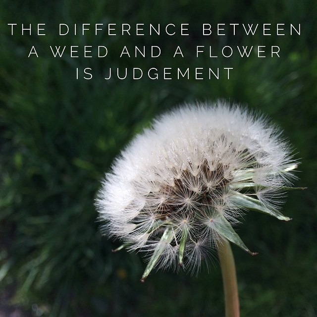 The difference between a weed and a flower is judgement