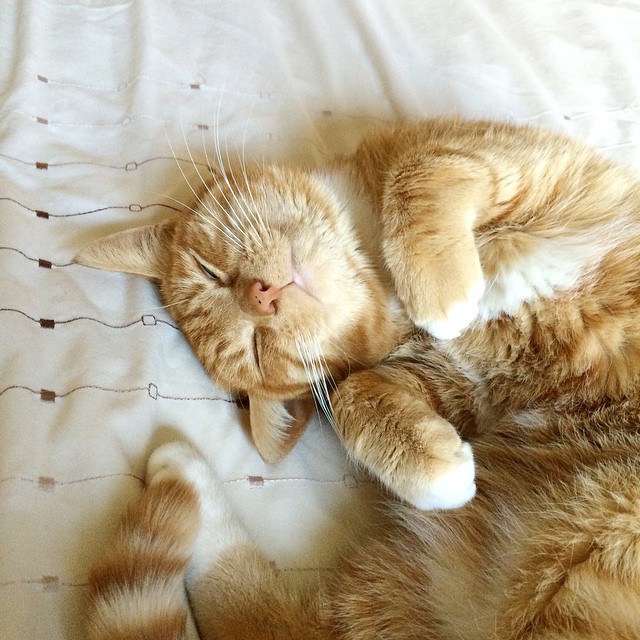 Happiness is ……. a contented cat!