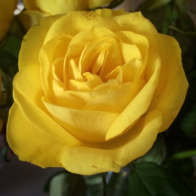 Yellow rose – my photo for today