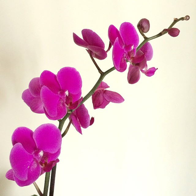 An orchid from a friend