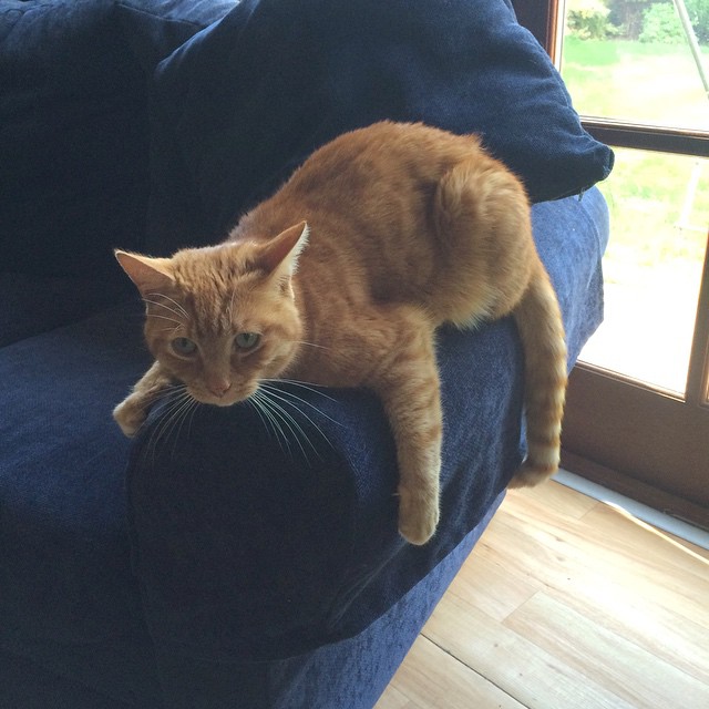 Garfield owns the sofa!