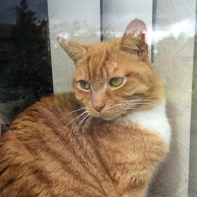 Garfield unimpressed with this damp cool June weather and prefers to stay inside on the windowsill