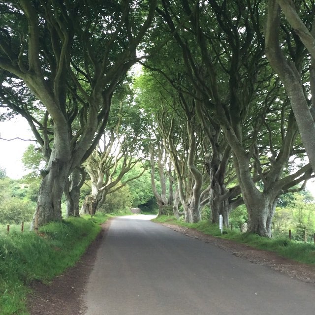 A rare moment of a traffic-free visitor-free Dark Hedges – worth a capture on video!