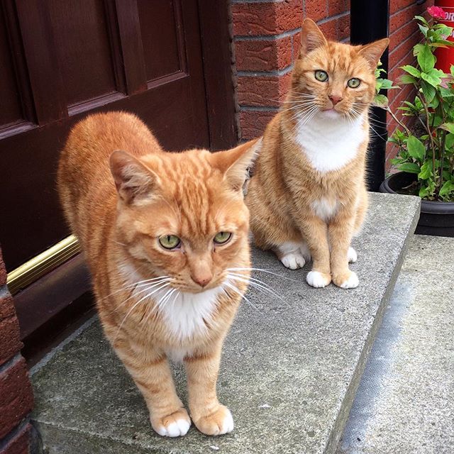 Garfield and George – double trouble (8 years between them and not related but almost identical!)