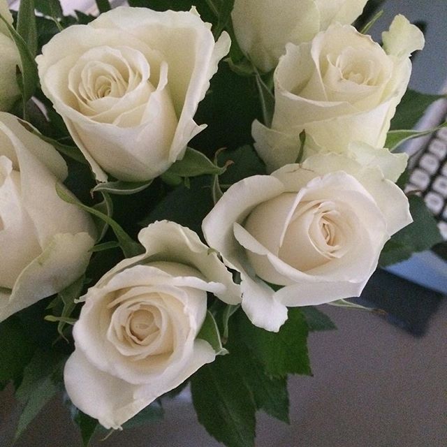 White roses (and a vintage typewriter) – my photo for today (222 of 365!)