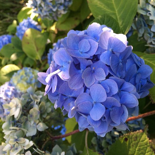Blue hydrangea in the back garden #nofilter