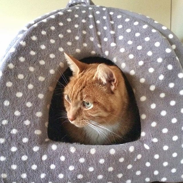 Wet and windy day ….. Garfield decides he would rather just stay in bed