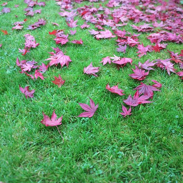 More maple leaves on the grass than on the trees
