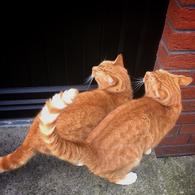Double trouble – George and Garfield impatiently waiting to get inside