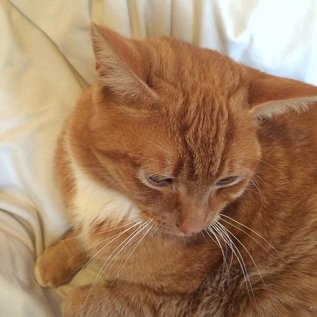 Garfield is having a duvet day …. don’t blame him!
