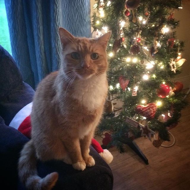 The cat and the Christmas Tree