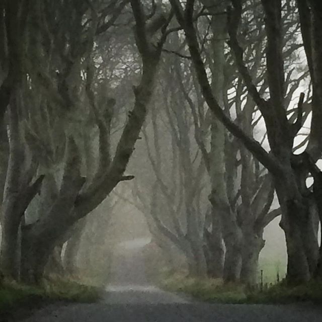 A foggy morning at the Dark Hedges