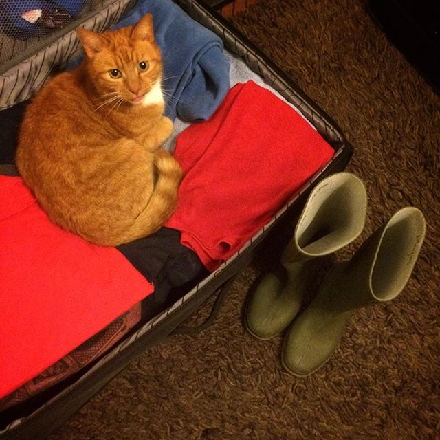 Packing for my son's P7 residential trip to Ardnabannon – George the cat wants to go too!