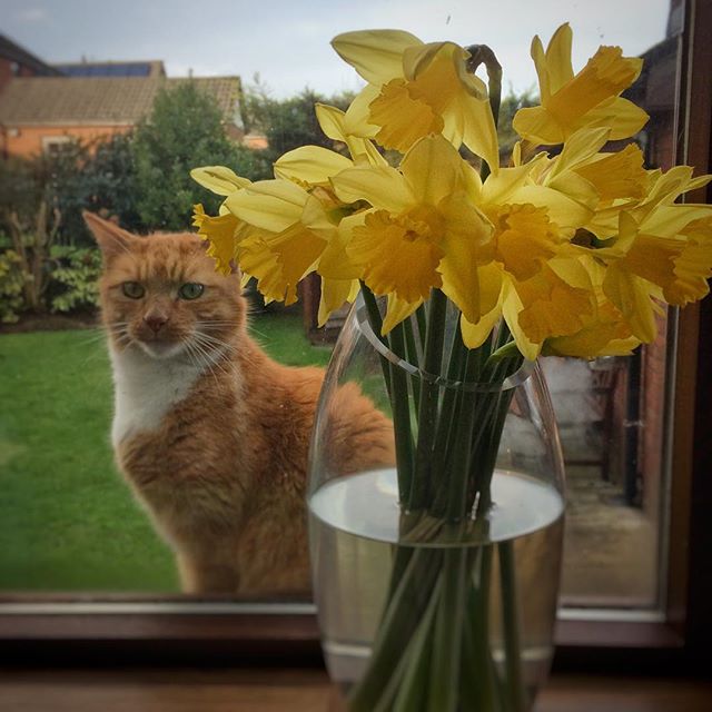 George and the daffodils