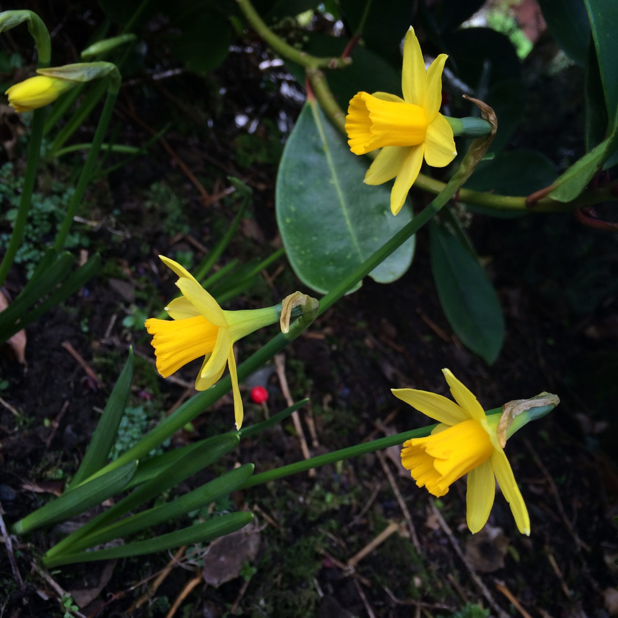– mini daffodils –